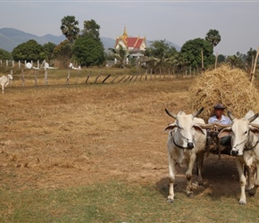 Oxen and temple