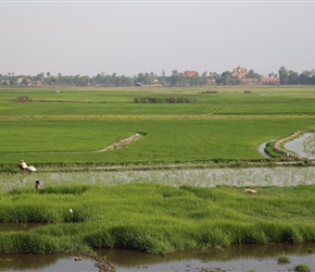 Takeo paddy fields