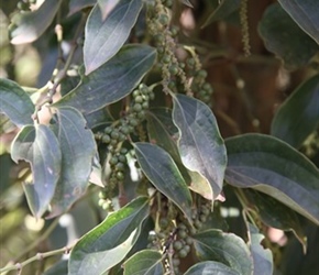 Pepper Growing