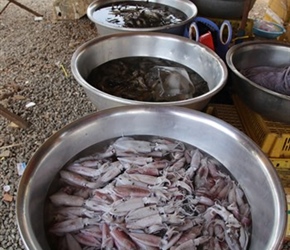 Squid Lunch stop