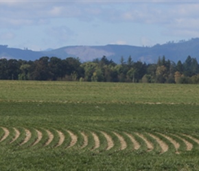 Grass stripes