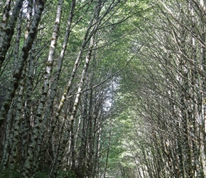 Carel and Malc through the trees on the Vernonia Cycleway