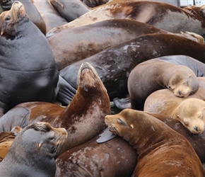 Sealions at Astoria