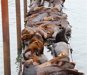 Sealions at Astoria