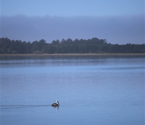 Pelican