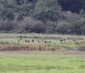 Roosevelt elk are one of two subspecies of elk found in Oregon, with an estimated population of 59,000 in the state.