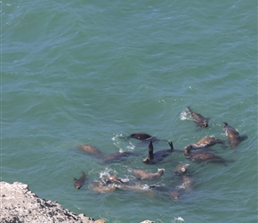 Sealions at Heceta Head