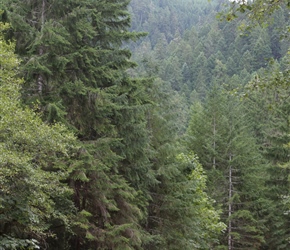 Picnic lunch in the forest