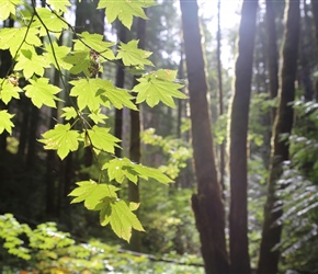 Willamette National Forest