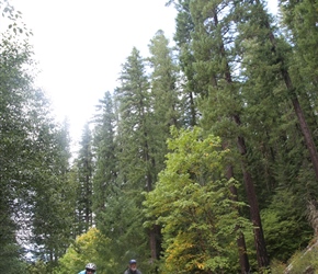 Linda and Barney in Willamette National Forest