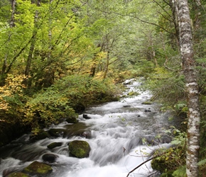 Willamette National Forest