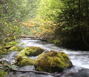 River in Willamette National Forest