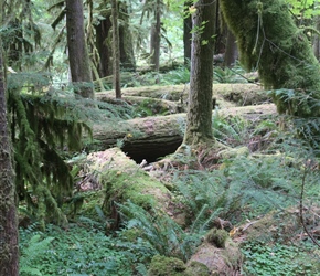 Old Growth forest