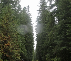 Ian on route 242 through the Willamette National forest. It follows a waggon route from the 1860's