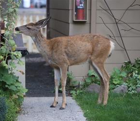 Deer nibbles the plants at the Sisters Motel