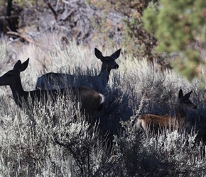 Deer in shadow