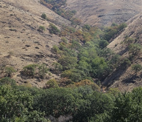 The woods in the valleys were striking. The cattle had grazed the rest. View from route 197