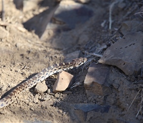 Snake on the Deschutes River Road