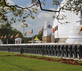 What a lot of elephants at Anuradhapura Ruwanwelisaya Dagoba