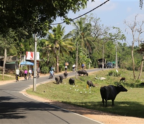 Riding back passing the cattle