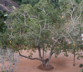 Garden at Minhitale Stupa