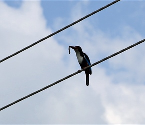 Kingfisher. These were quite common either as a dart of colour over the canals or on the lines as this one was