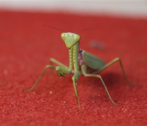 Praying Mantis at the hotel