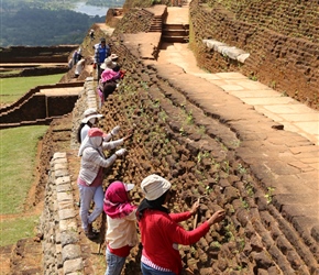 Gardening the summit at Sigiriya