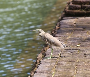 Bird in the gardens