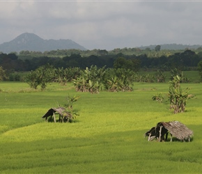 Paddy Fields