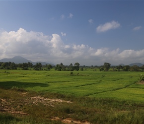 Paddy fields