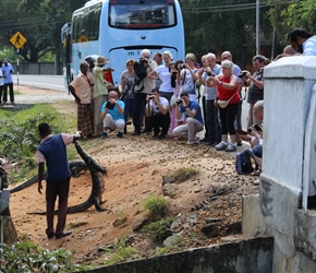 So the monster lives in the drain. This enterprising Sri Lankan feeds it and attracts the tourists as well as the reptile