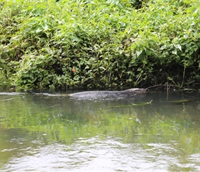 Swimming monster in the canal