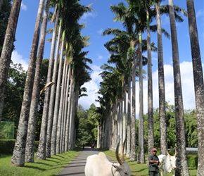 Cows at the Royal Botanical Gardens