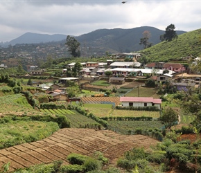 Fields at Nuwari Eliya