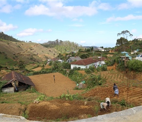 Planting crops near Nuwara Eliya