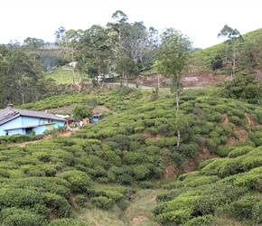 Tea plantation