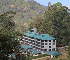 Mackwoods Tea Plantation