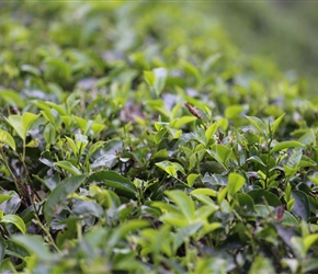 Tea bushes