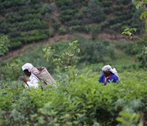 Tea Pickers