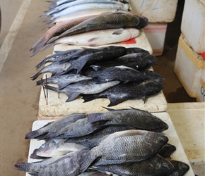 Fish Stall by the side of the road