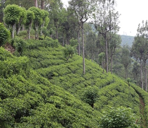 Tea Plantations