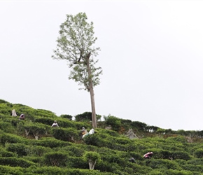 Tea Pickers