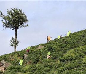 Tea Pickers