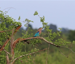 Indian Roller in Udawalawe Park