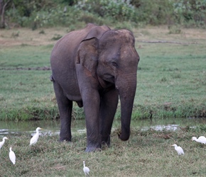 Udawalawe National Park