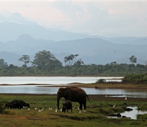 Elephant by a pool in Udawalawe National Park