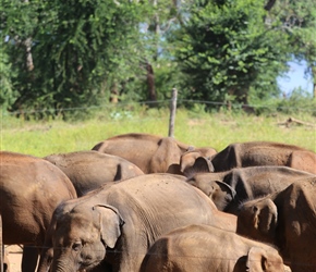 Elephant orphanage