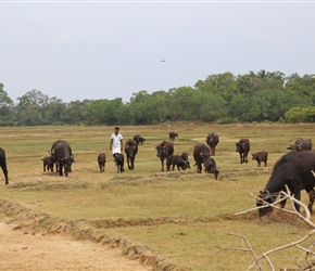 Buffalo farmer