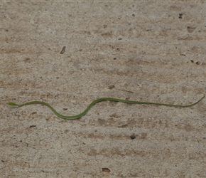 Green Snake